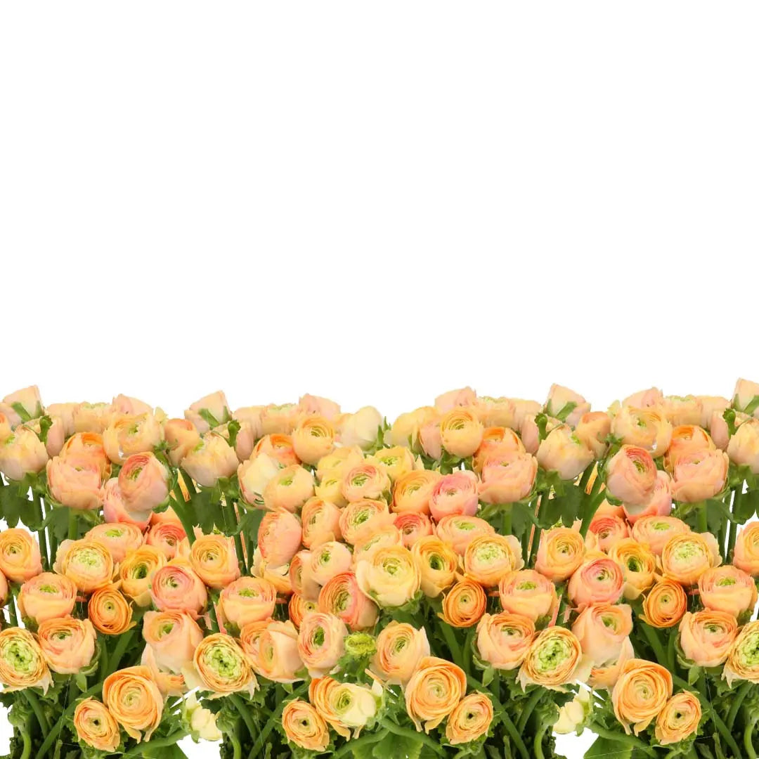 Ranunculus Cloony Blushing Pascal 40cm - 50 Stem Bunch Holex Dutch