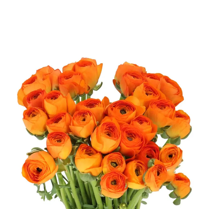Ranunculus Cloony Lambada 40cm - 50 Stem Bunch Holex Dutch