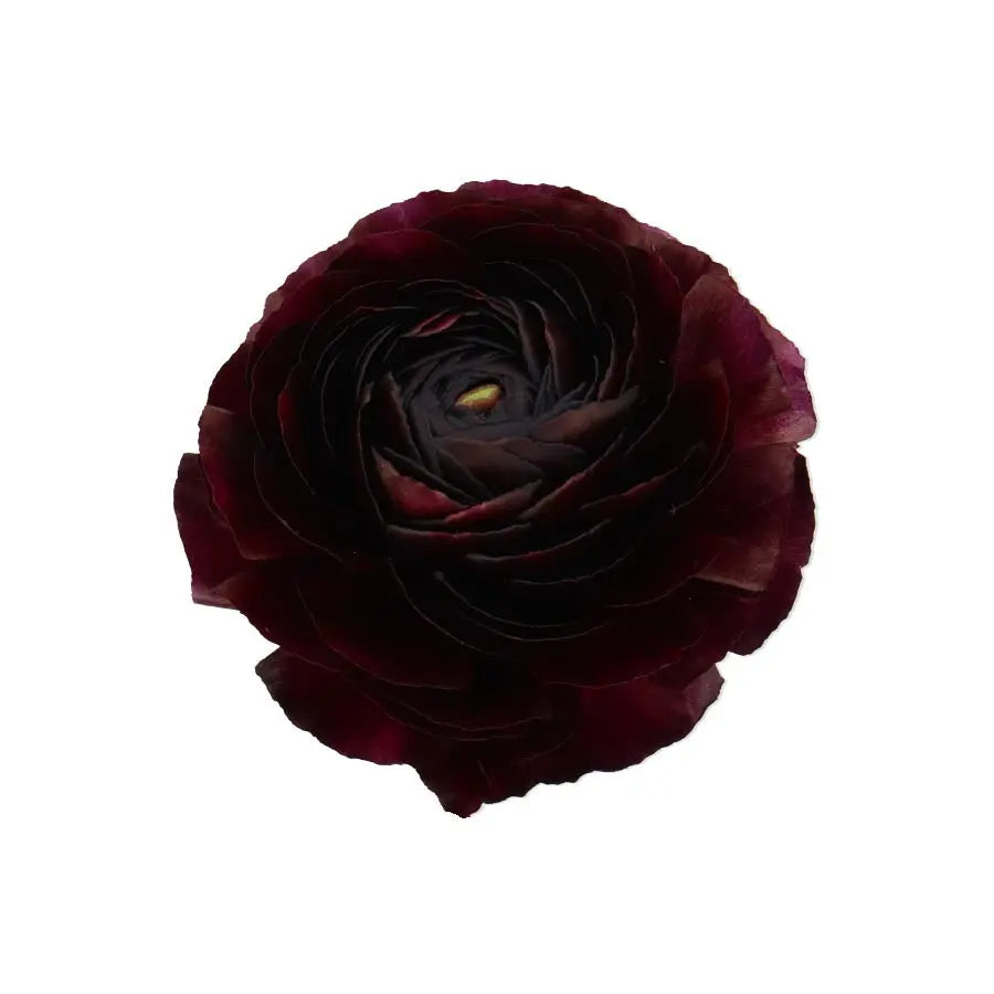 Ranunculus Cloony Nerone 40cm - 50 Stem Bunch Holex Dutch