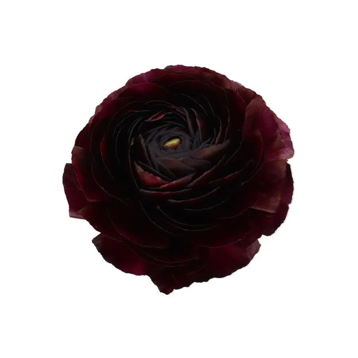 Ranunculus Cloony Nerone 40cm - 50 Stem Bunch Holex Dutch