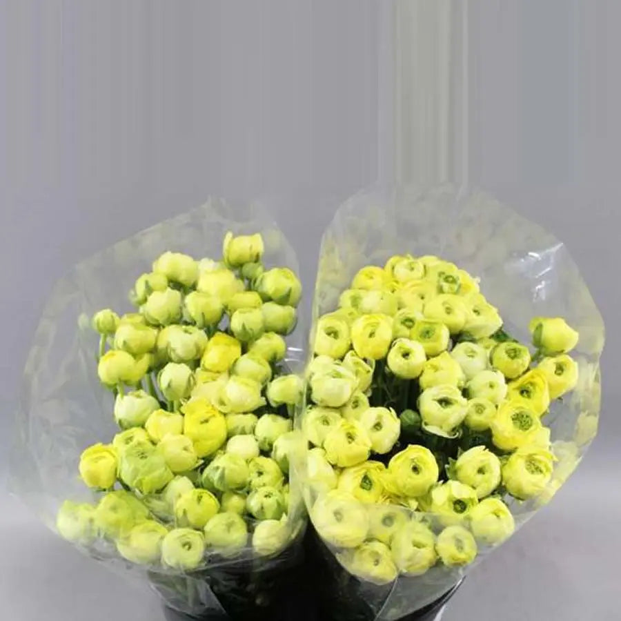 Ranunculus Cream/Light Yellow 35cm - 100 Stem Bunch Holex Dutch