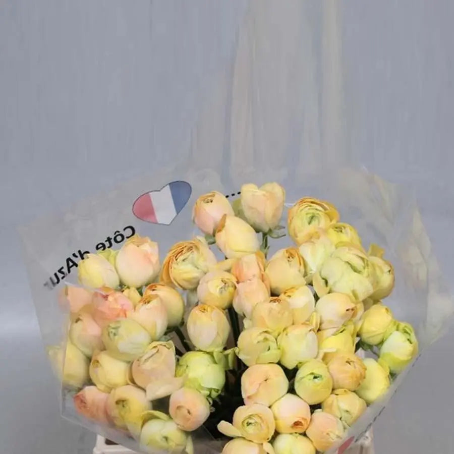 Ranunculus Cloony Champagne 40cm - 50 Stem Bunch