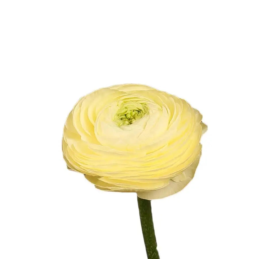 Ranunculus Cloony Commedia 40cm - 50 Stem Bunch