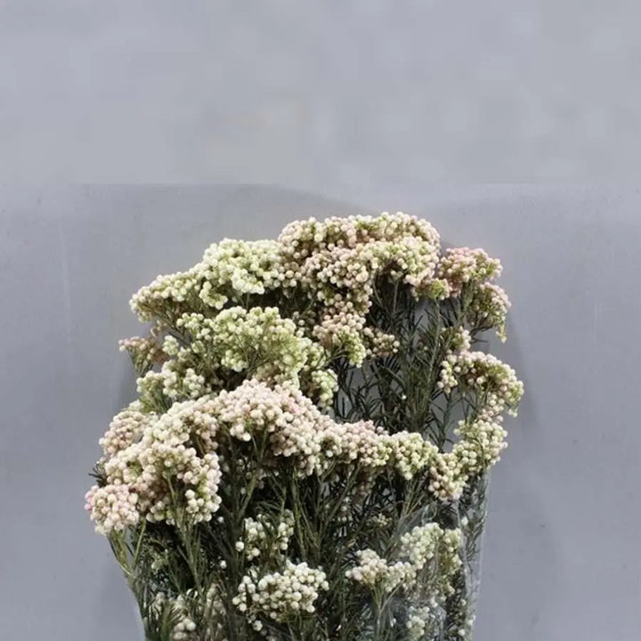 Rice Flower Painted (Dried) - 10 Bunches