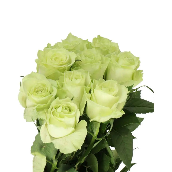 Rose Camouflage - 40 Stem Bunch Holex Dutch