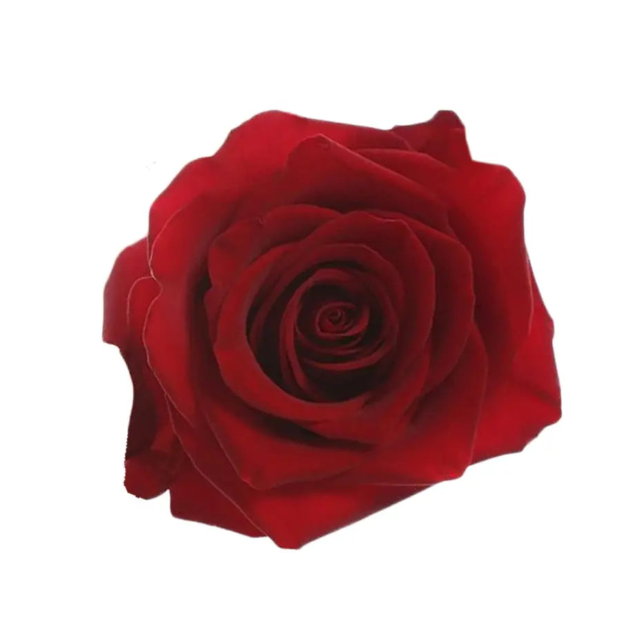 Rose Freedom - 40 Stem Bunch Holex Dutch