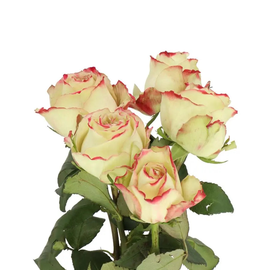 Rose Hypnose@ - 40 Stem Bunch Holex Dutch