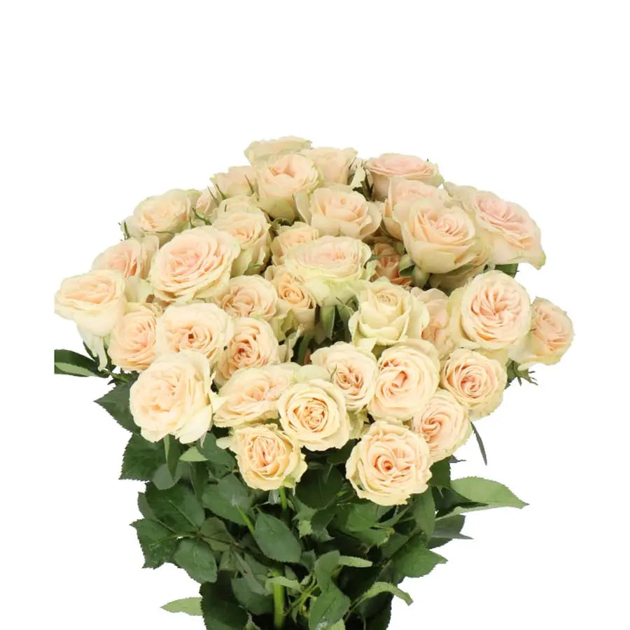 Spray Rose Jelena - 20 Stem Bunch Holex Dutch