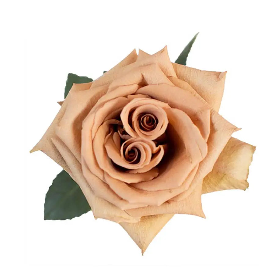 Rose Toffee - 100 Stems - PetalDriven