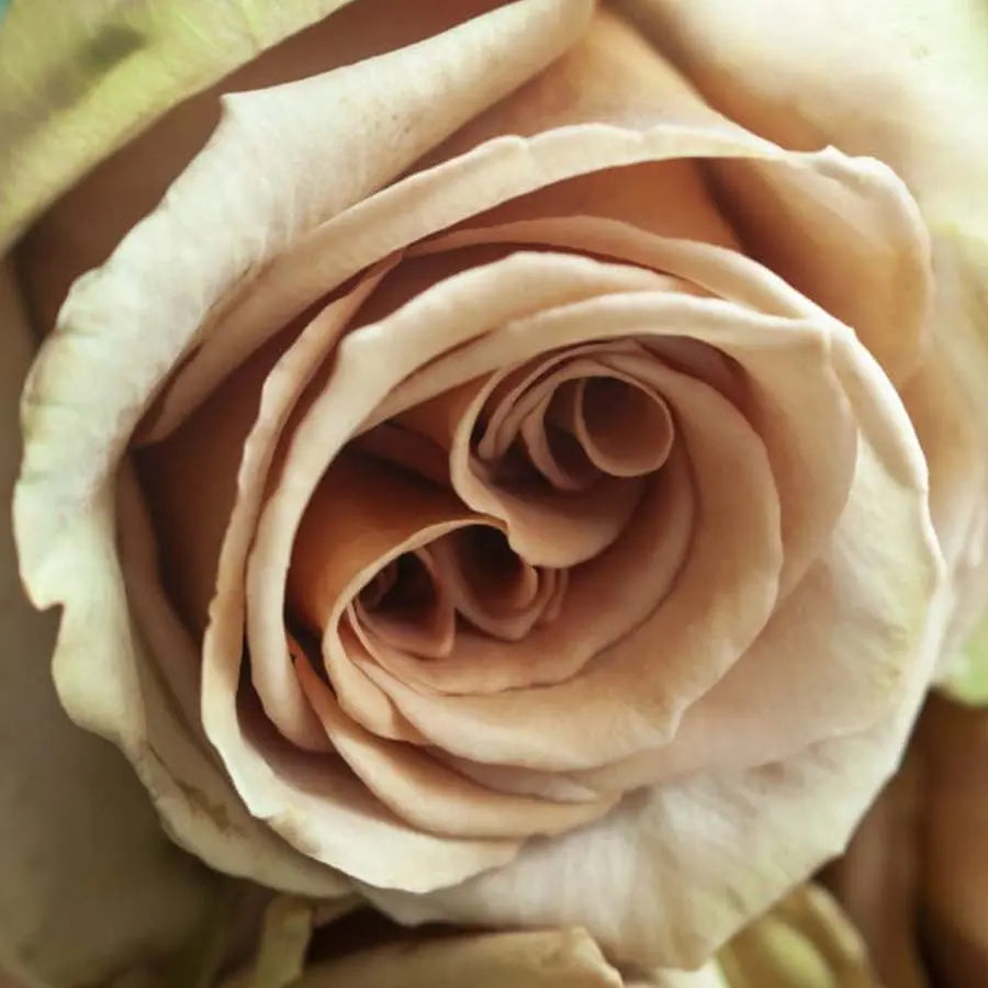 Rose Toffee - 100 Stems PetalDriven