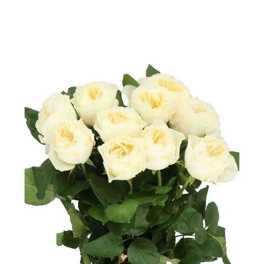 Rose White Vuvuzela - 40 Stem Bunch Holex Dutch