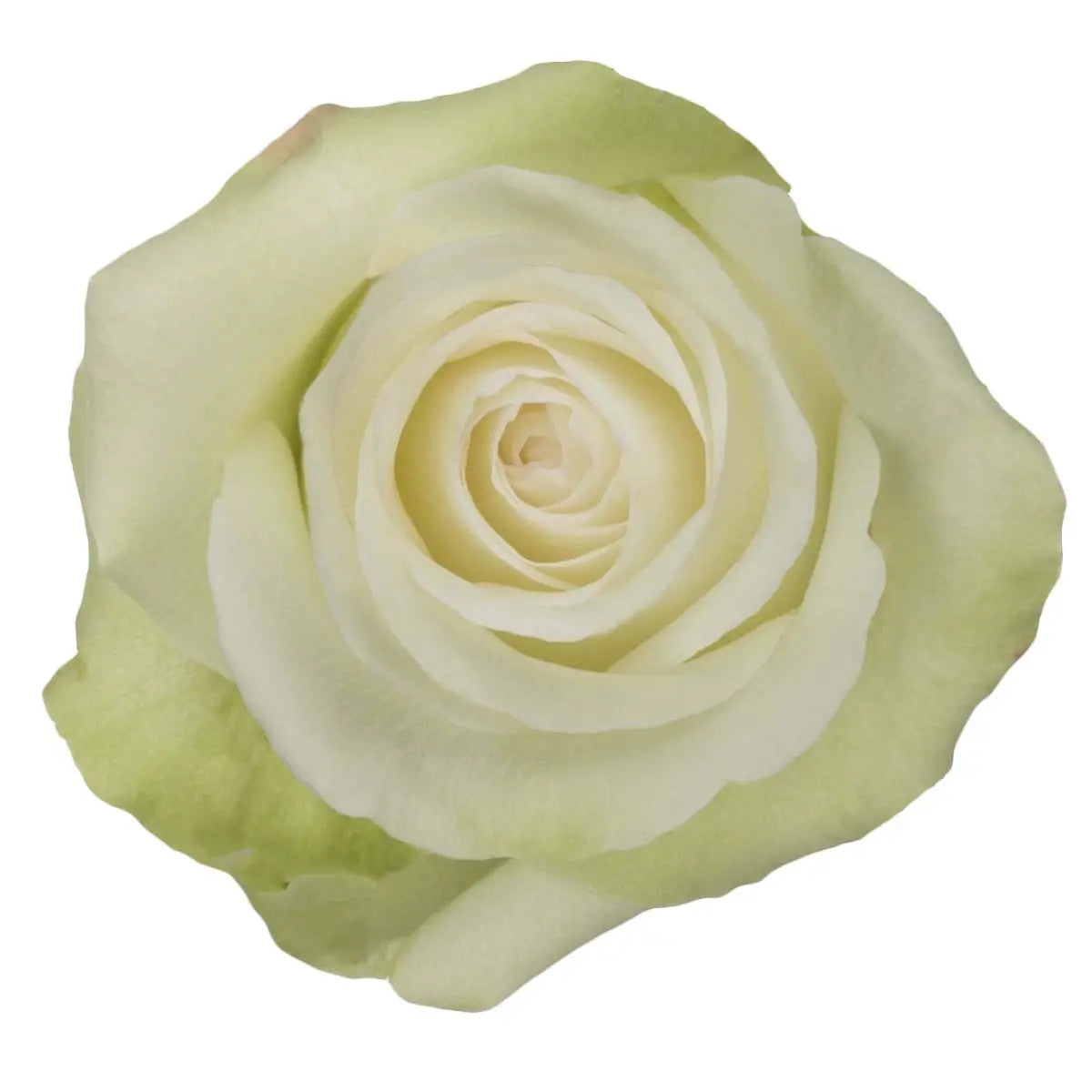 Rose Alba - 100 Stems - PetalDriven