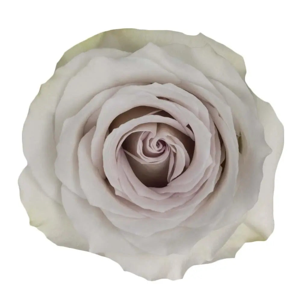 Rose Earl Grey