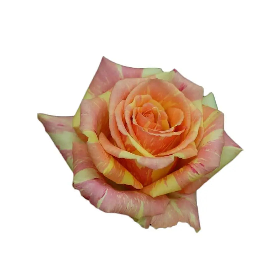 Rose Fiesta+ - 40 Stem Bunch Holex Dutch
