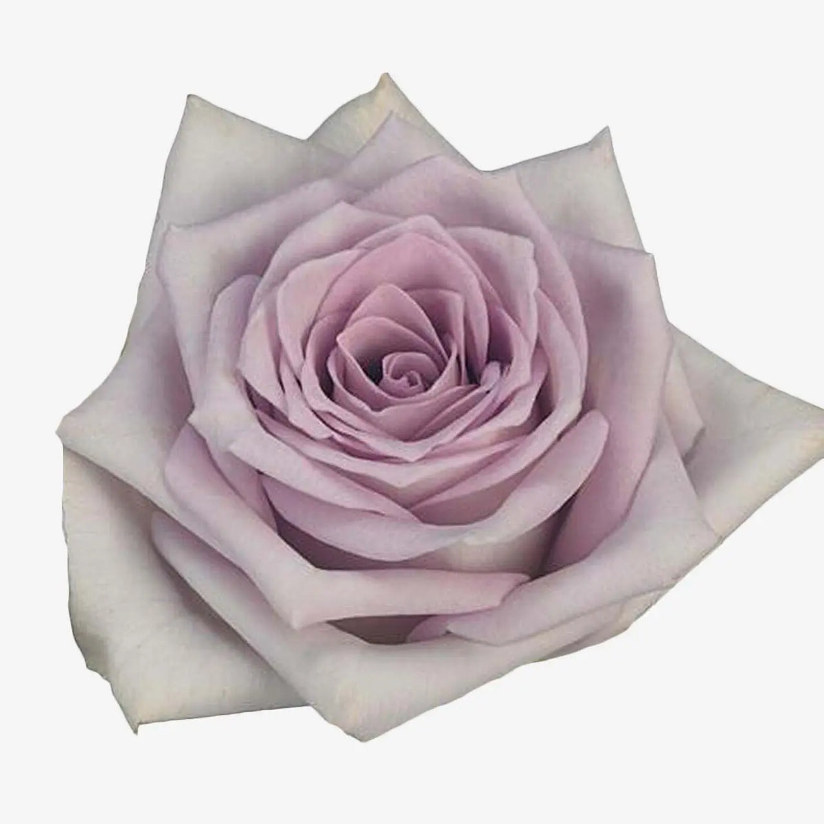 Rose Fifth Avenue! - 40 Stem Bunch - PetalDriven