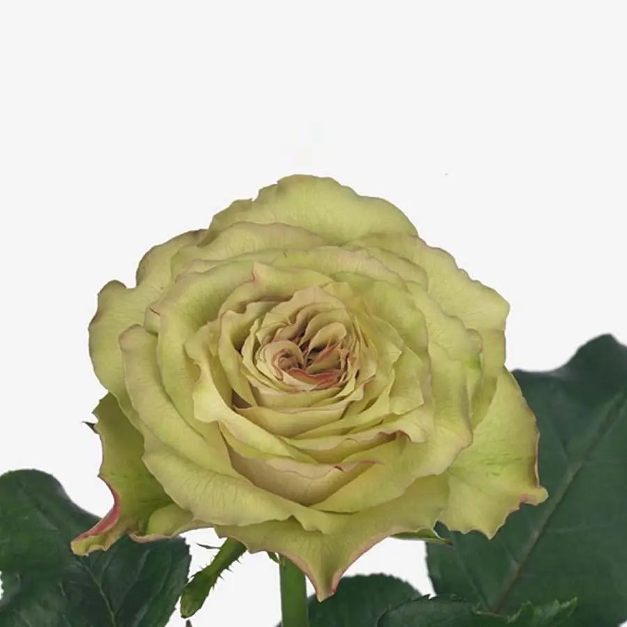 Rose Hypnose@ - 40 Stem Bunch Holex Dutch