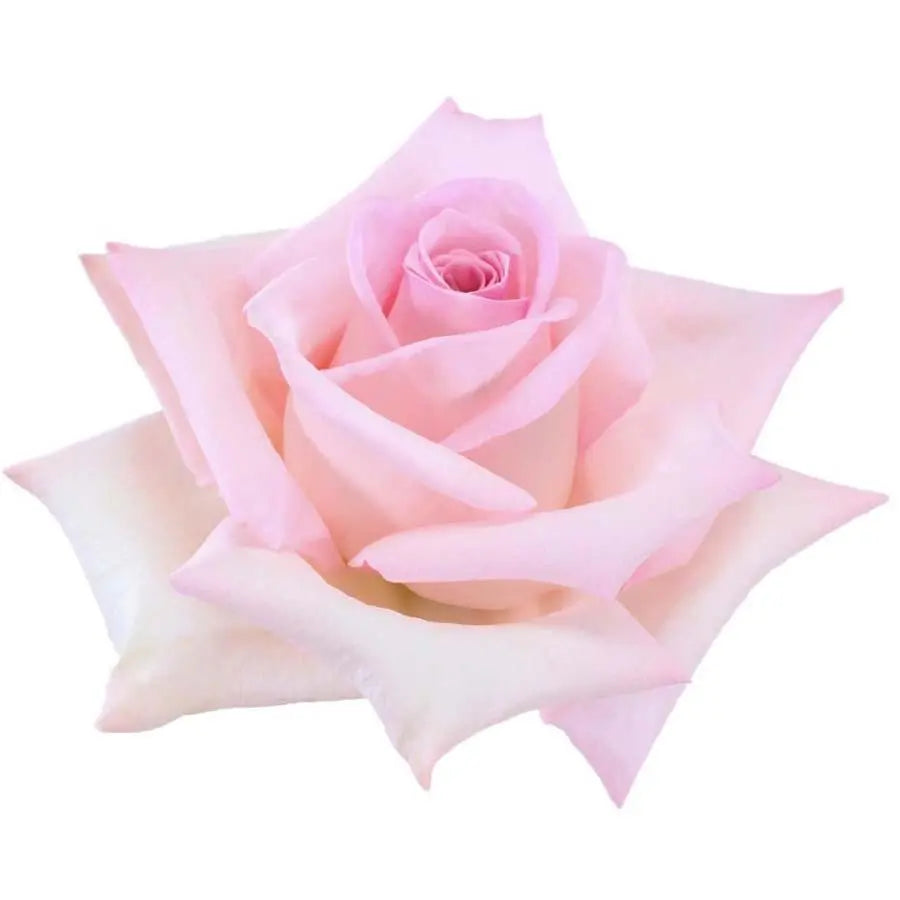 Rose Nena - 100 Stems – PetalDriven