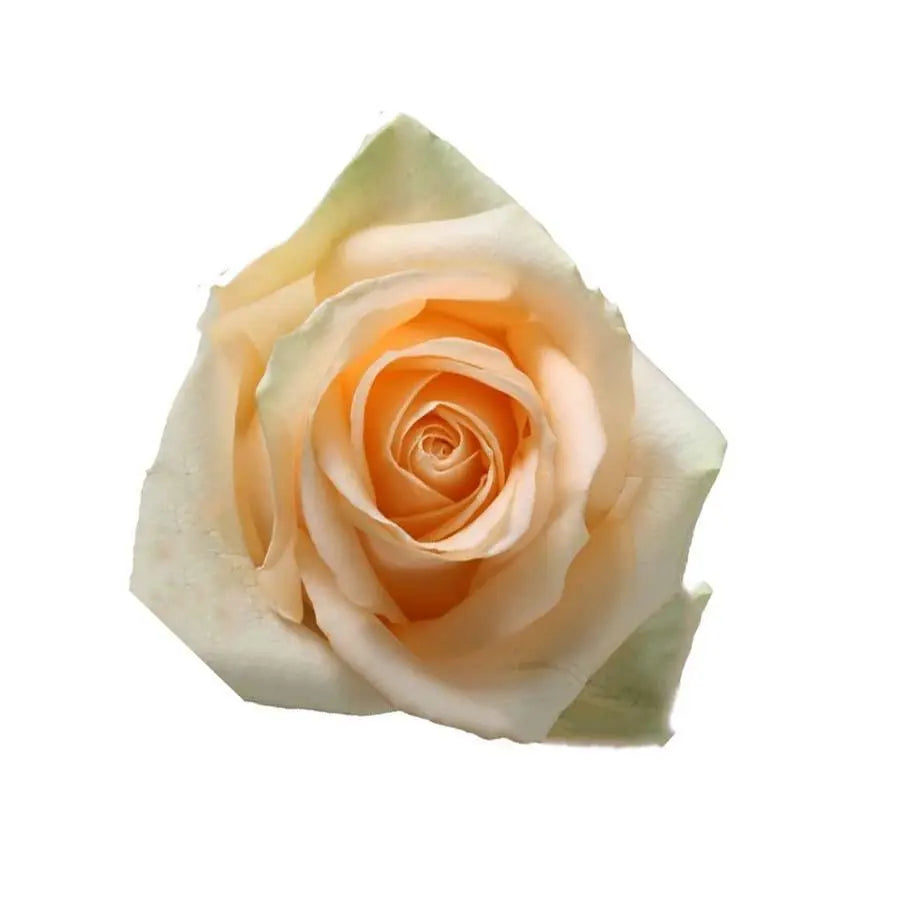 Rose Peach Avalanche