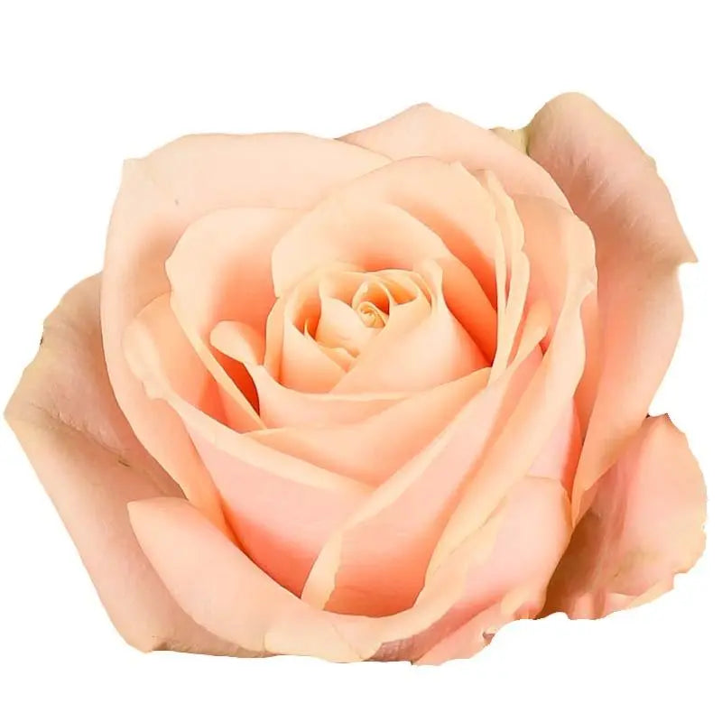 Rose Pearl Avalanche