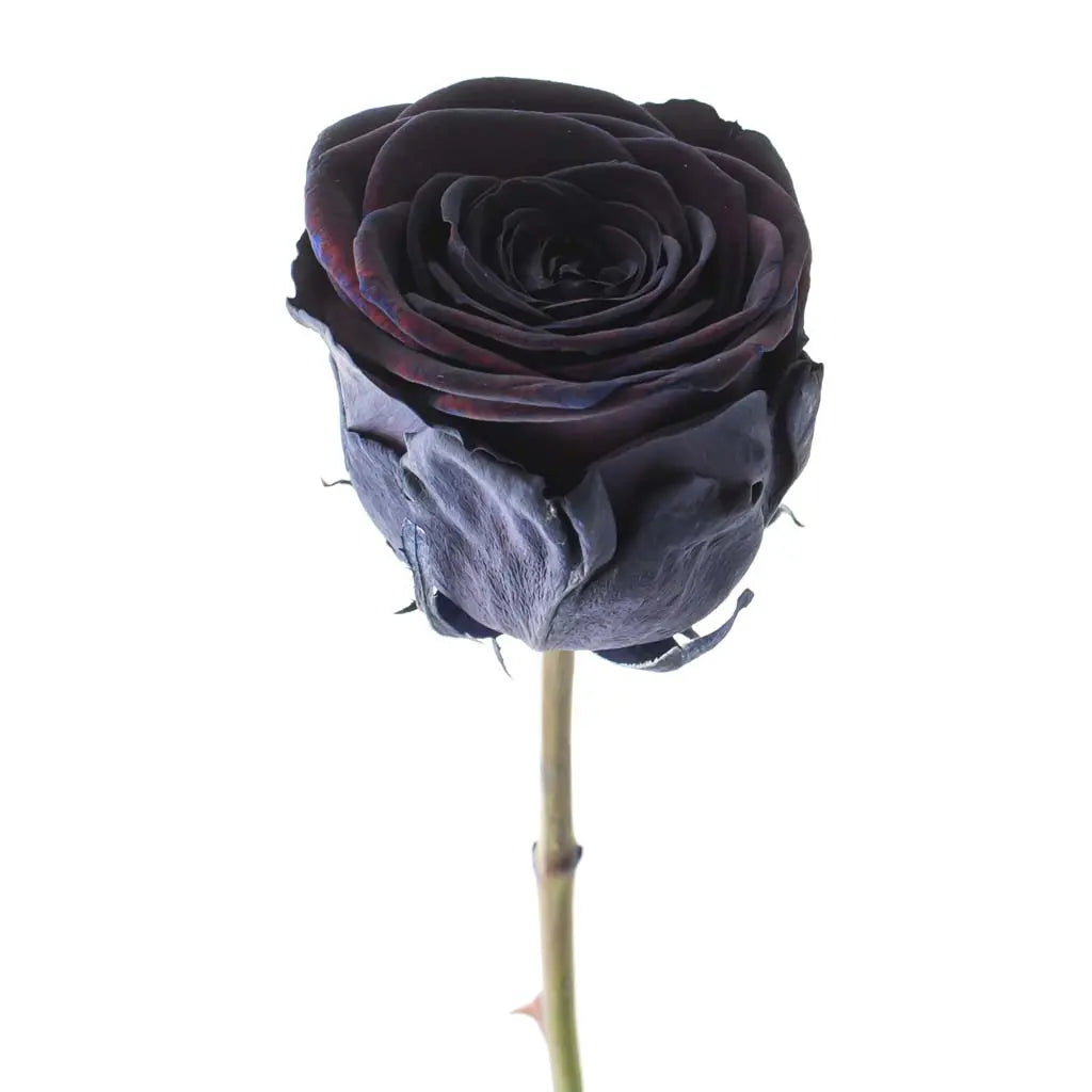 Rose Red Naomi Painted Black