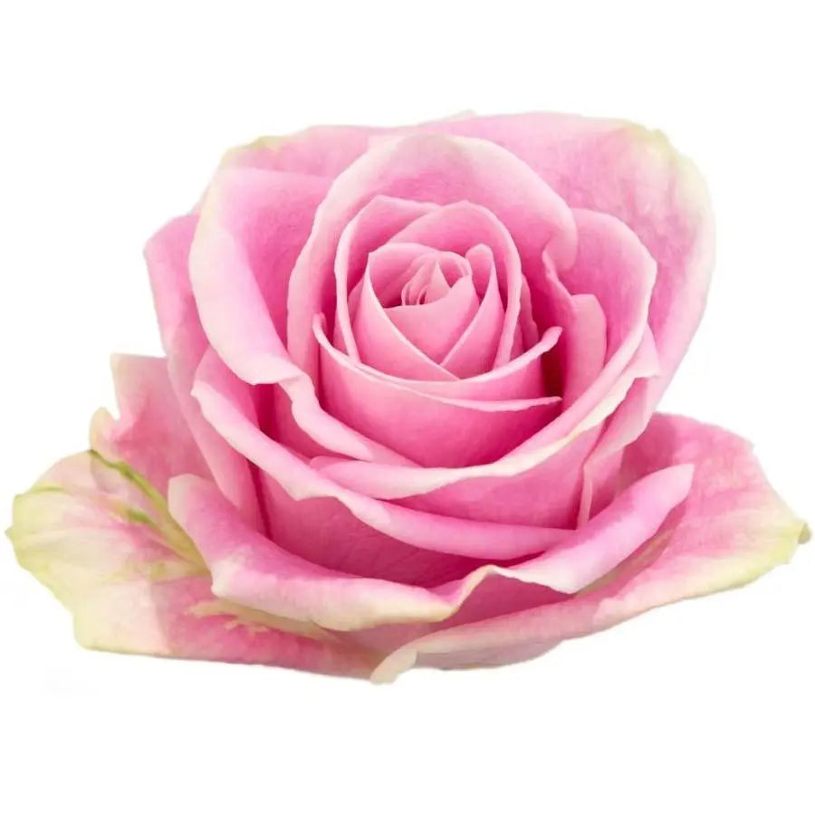 Rose Rosita Vendela - 100 Stems - PetalDriven