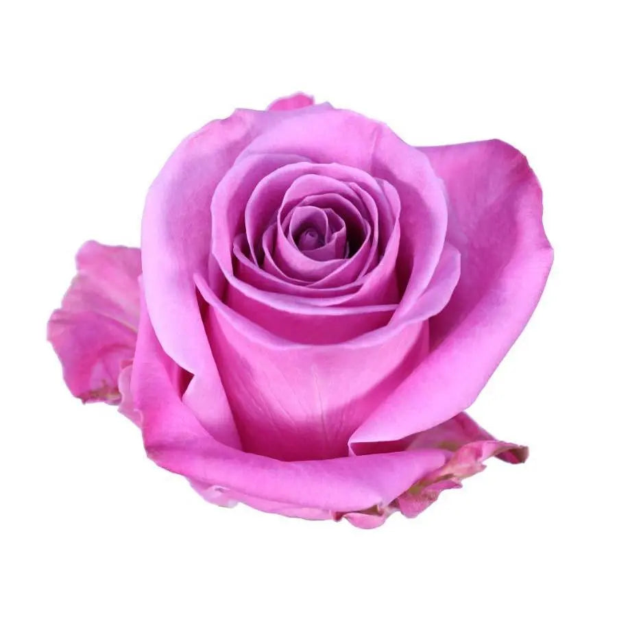 Rose Soulmate - 100 Stems - PetalDriven