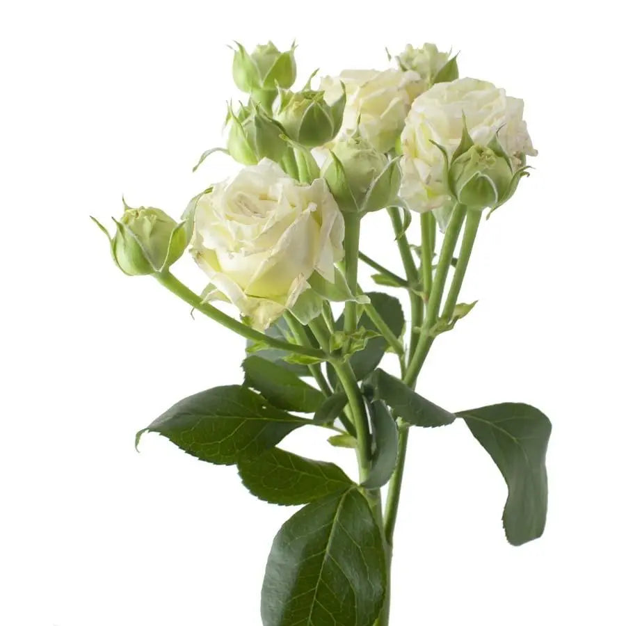 Spray Rose Cream - 10 Stem Bunch