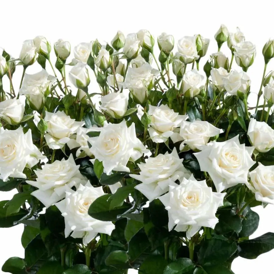 white garden spray roses Spray Rose Jeanine - 20 Stem Bunch