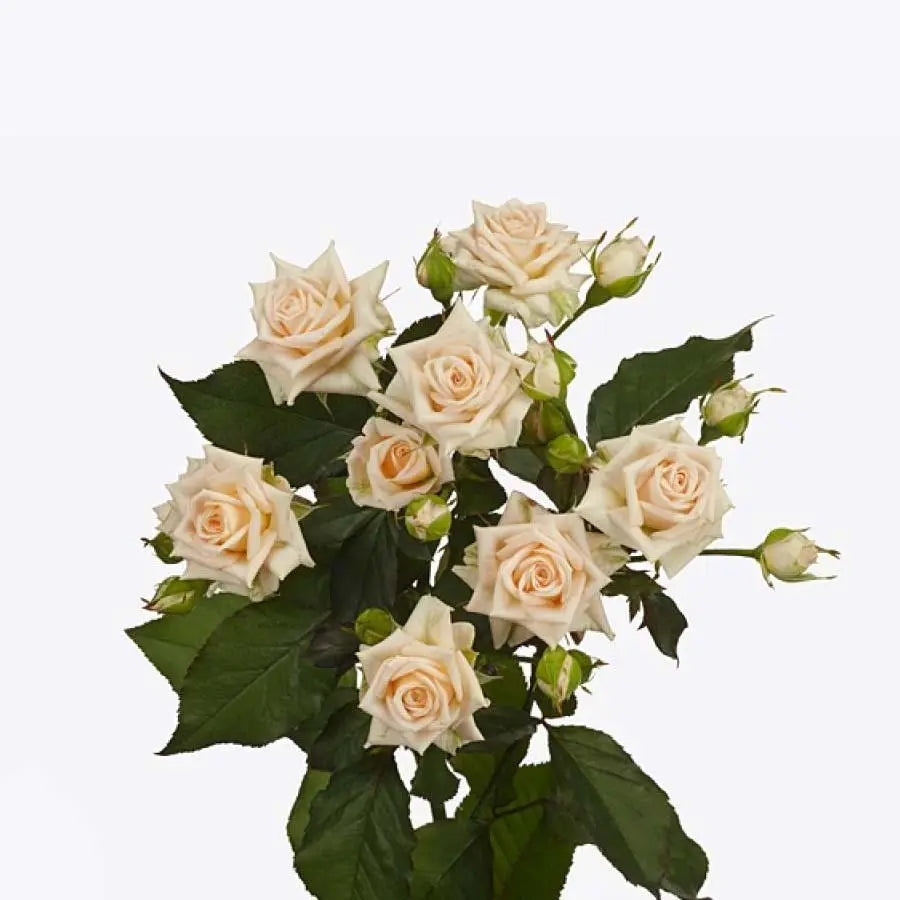 Spray Rose Justine - 10 Stem Bunch
