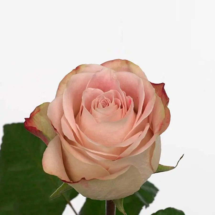 Top Secret Dutch Rose at Rs 120/piece, Chikkajogihalli