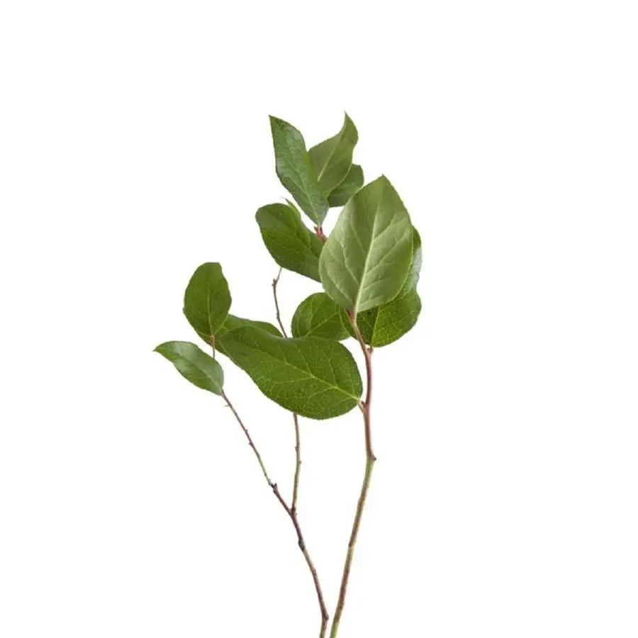 Salal (Lemon Leaf) - 5 Bunch Pack (10-15 Stems per Bunch)