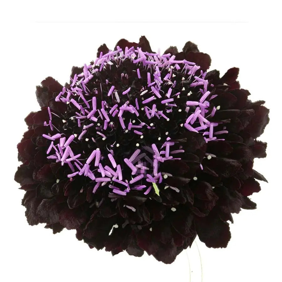 Scabiosa Blackberry Scoop - 60 Stem Bunch
