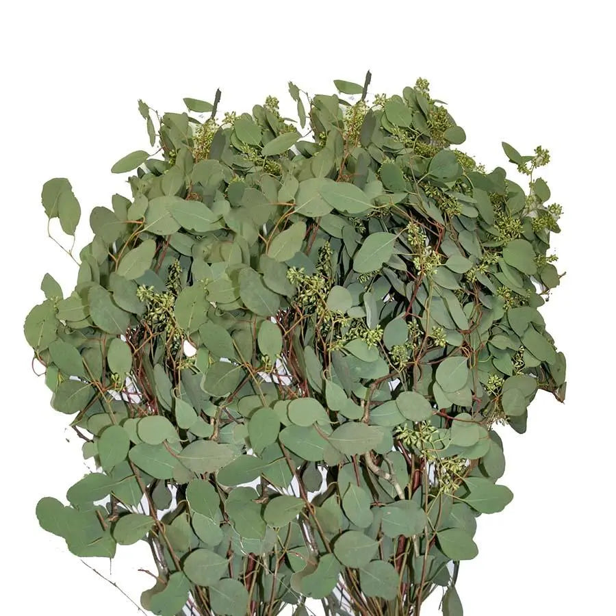 seeded eucalyptus plant Seeded Eucalyptus Bunch