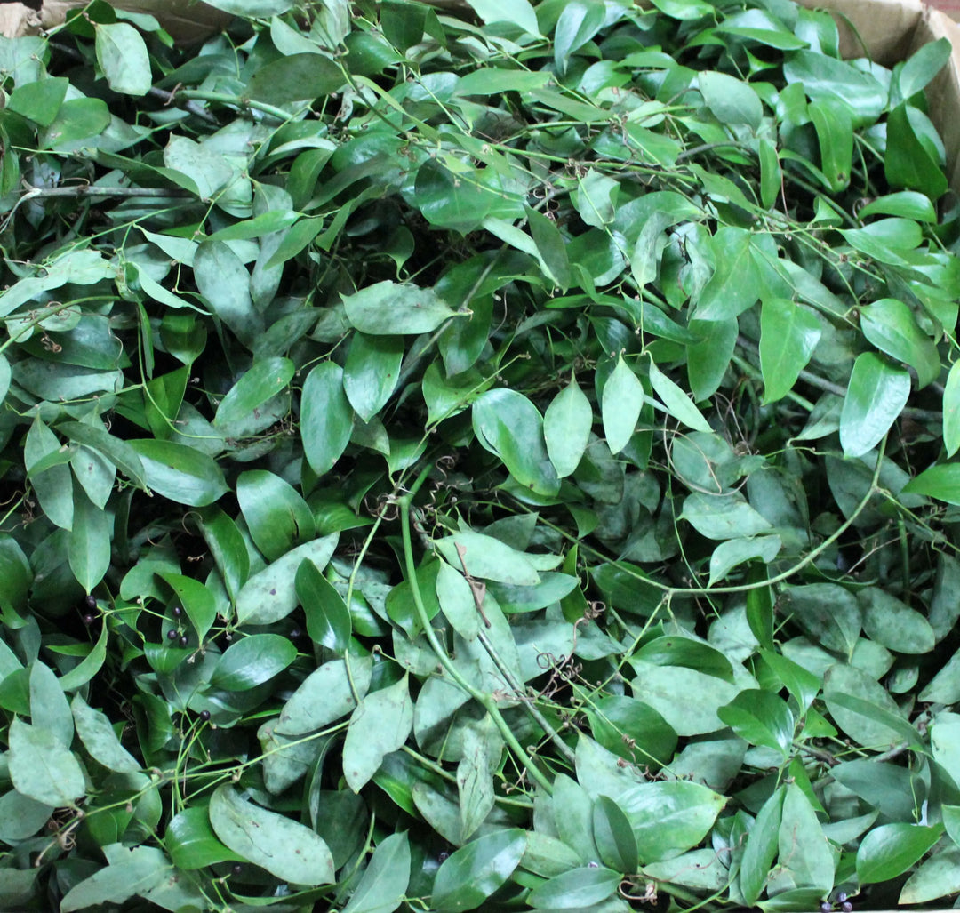 Smilax Southern Bale - Approximately 100 Feet