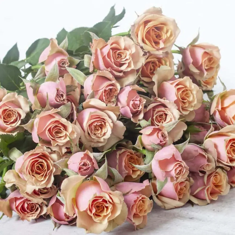 spray roses vs garden roses Spray Rose Antigua - 20 Stems