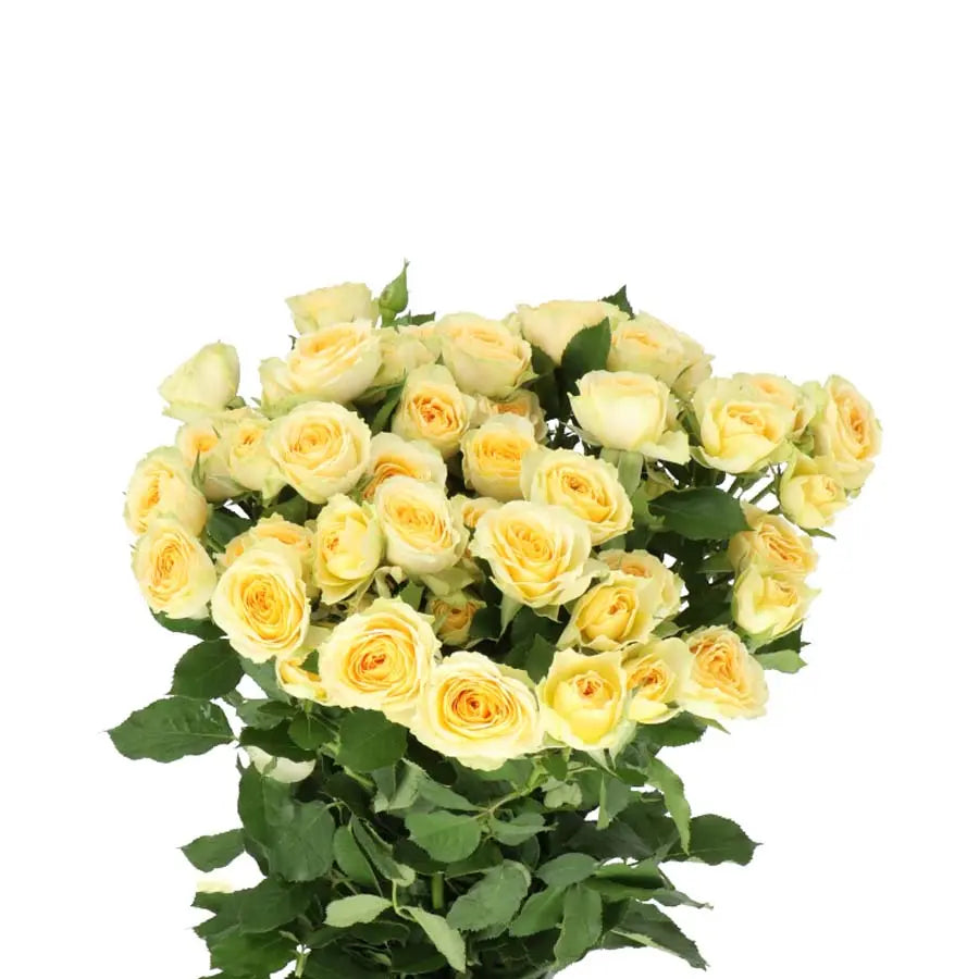 Spray Rose Bandolero  - 20 Stem Bunch Holex Dutch