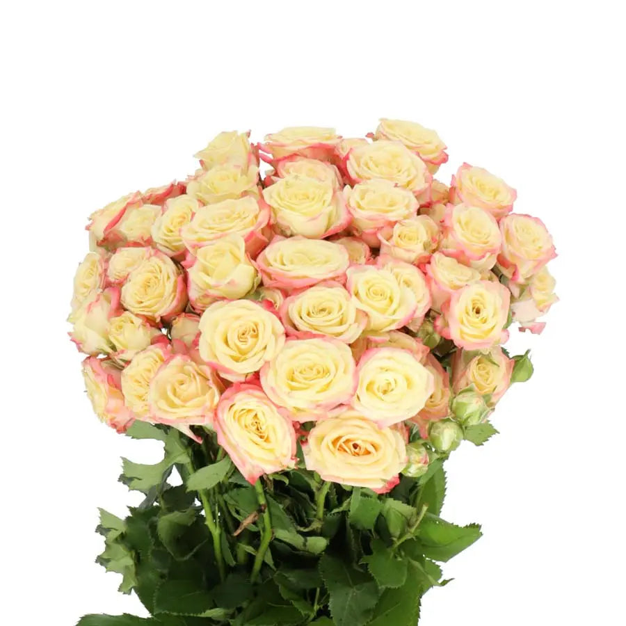 Spray Rose Candelicious - 20 Stems Holex Dutch