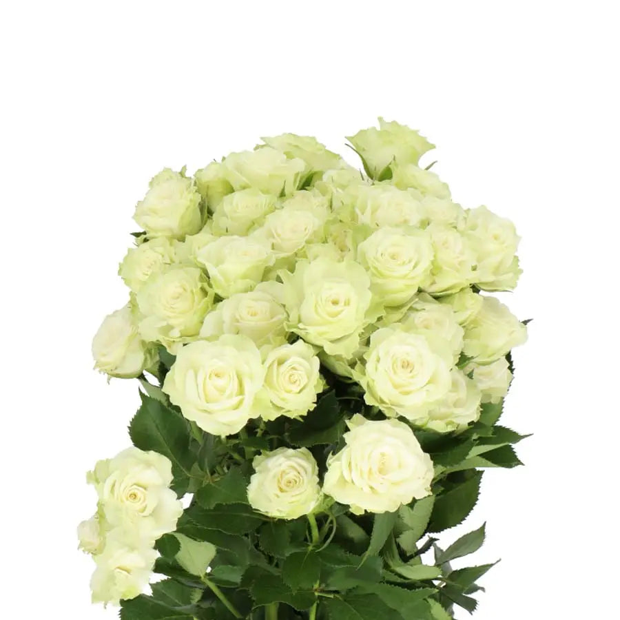 Spray Rose Green Glow - 20 Stem Bunch Holex Dutch