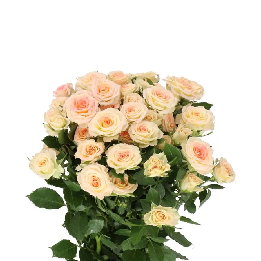 Spray Rose Lenne - 20 Stems Holex Dutch