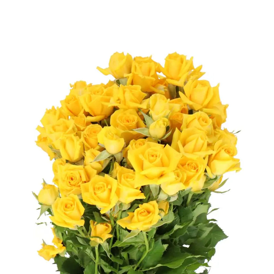 Spray Rose Marisa - 20 Stem Bunch Holex Dutch