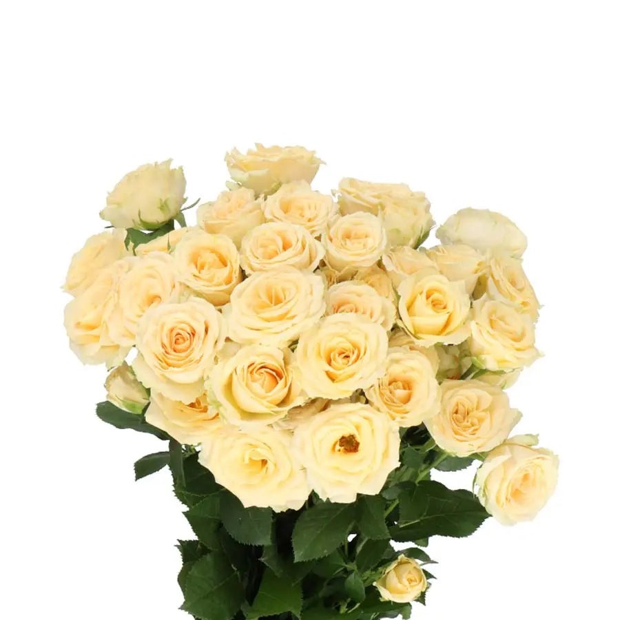 Spray Rose Salinero - 20 Stems Holex Dutch