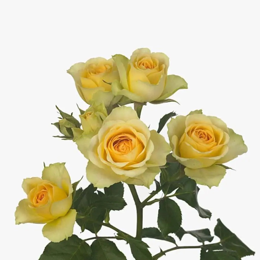 Spray Rose Bandolero  - 10 Stem Bunch