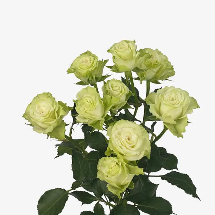 Spray Rose Green Glow - 10 Stem Bunch