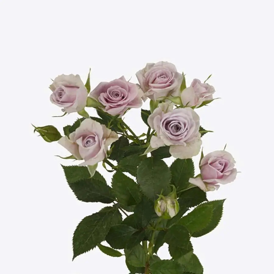 Spray Rose Lavender - 10 Stem Bunch