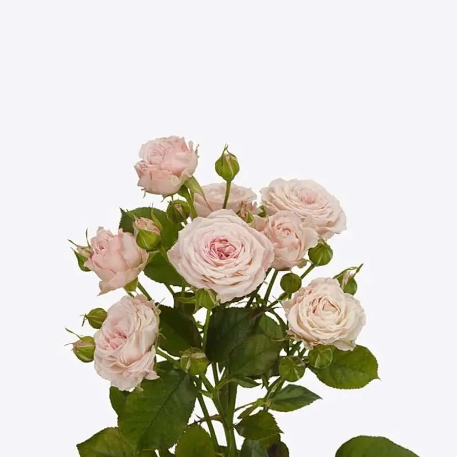 monstera magic with a blush of rose Spray Rose Light Pink - 20 Stem Bunch