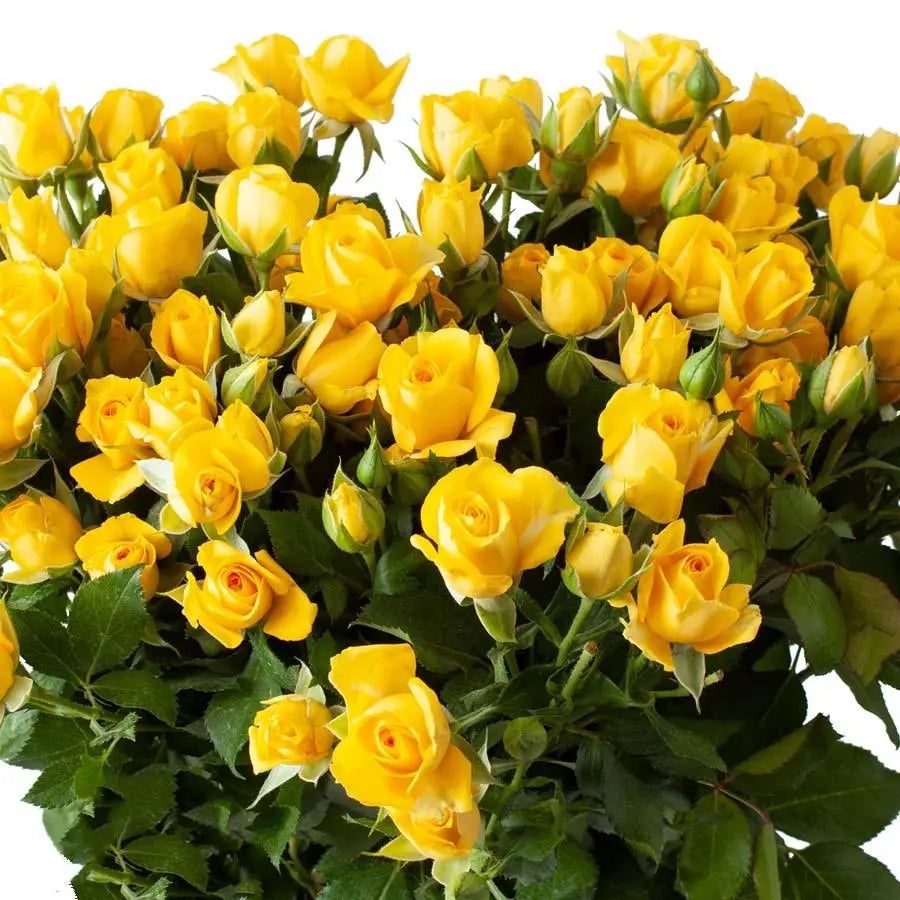 Spray Rose Marisa - 10 Stem Bunch