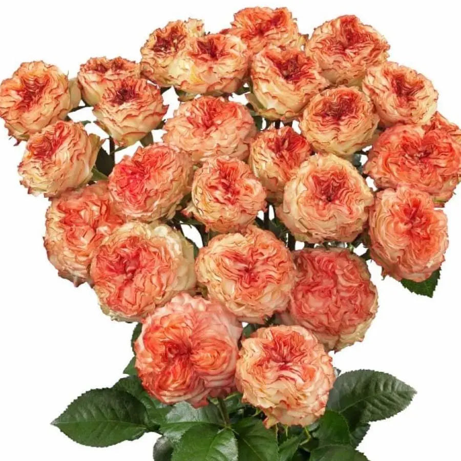 Spray Rose Show Flow - 20 Stem Bunch - PetalDriven