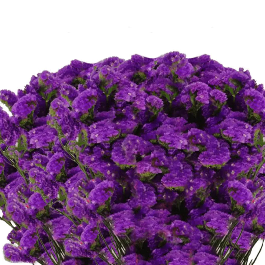 Statice Purple - 10 Bunch Box HDB