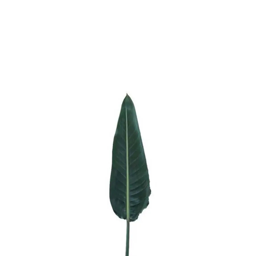Strelitzia Leaf 80cm - 20 Stem Bunch