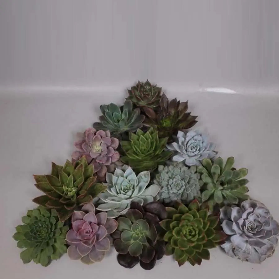 bulk assorted succulents Succulent Assorted